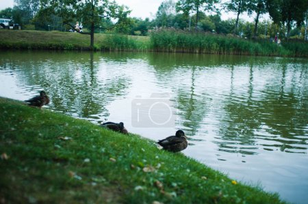 Photo for Summer Quackers: Ducks at Leisure on the Lakeside - Royalty Free Image