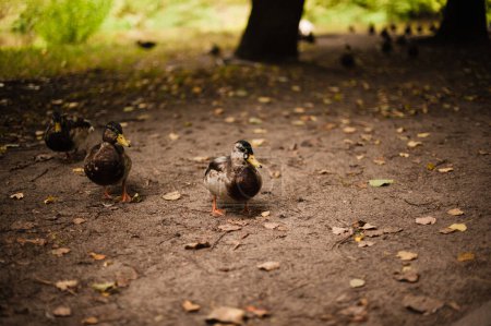 Photo for Quack Serenade: A Duck's Delightful Stroll - Royalty Free Image