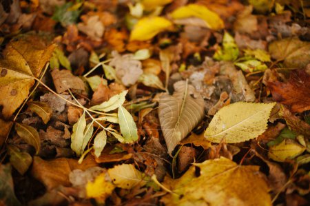 Foto de Paleta de otoño: una sinfonía de hojas caídas - Imagen libre de derechos
