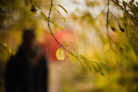 Foto de Susurros de otoño: Una pequeña rama en el tapiz de la naturaleza - Imagen libre de derechos