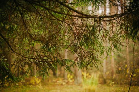Pine Whispers : Un aperçu de la tapisserie Evergreen
