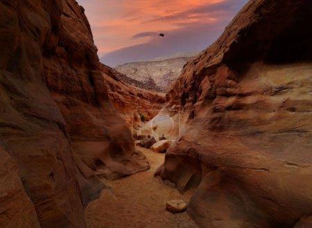 Captured during golden hour, this serene canyon in Sharm el Sheikh, Egypt, showcases warm sandstone hues against a soft dawn or dusk sky, with a lone bird in flight.