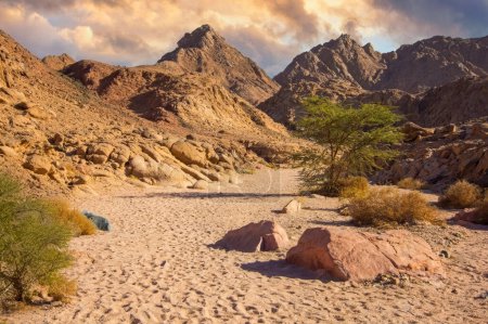 Un paysage désertique serein près de Sharm elSheikh, en Egypte, avec un lit de rivière sablonneux, une végétation clairsemée et des sommets de montagne dentelés sous un ciel légèrement nuageux dans une lumière chaude et dorée.