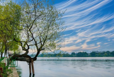 Scène sereine au bord du lac à l'aube ou au crépuscule avec un arbre noueux sur l'eau, des feuilles fraîches et un ciel dynamique reflété dans un lac calme, suggérant une retraite naturelle tranquille.