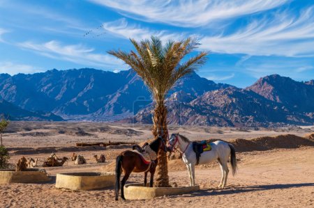 Dos caballos están junto a una palmera en el sereno desierto cerca de Sharm el Sheikh, con un telón de fondo de montaña, cielos despejados y camellos descansando, invitando a la aventura en el paisaje egipcio.