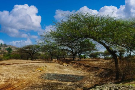 Eine ruhige halbtrockene Landschaft mit Akazienbäumen, die einen natürlichen Torbogen über einem Gelände aus Gras und Sträuchern unter blauem Himmel mit Kumuluswolken bilden, wahrscheinlich in einer afrikanischen Savanne.
