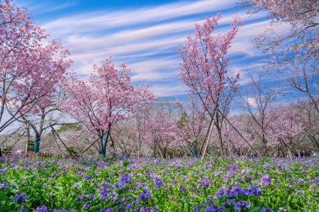 Strahlend violette Wildblumen bedecken den Boden unter blühenden Kirschblütenbäumen, über ihnen liegt ein blauer Himmel, in einem ruhigen ostasiatischen Park..