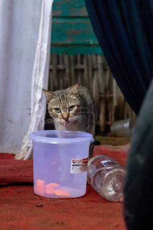 Foto de Bandung, indonesia, 21 feb 2024: Un momento cautivador de un gato curioso explorando artículos para el hogar, evocando un sentido de misterio. - Imagen libre de derechos