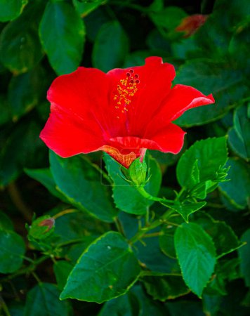 Hibiscus.Bright large red flower of Chinese hibiscus on blurred background of garden greenery. Chinese rose or Hawaiian hibiscus plant in sunlight.	