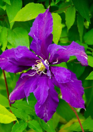 Climatis flor.Colorido borde de la flor. Frontera floral con un climatis violeta en primer plano. Clima púrpura