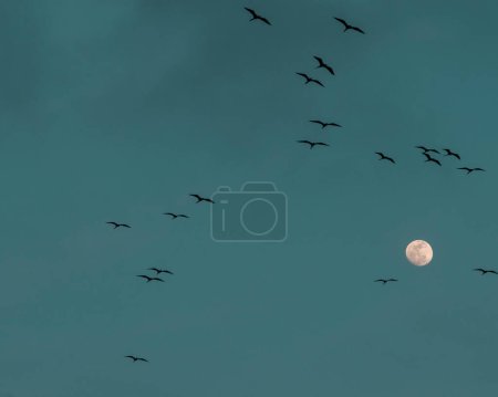 Foto de Pájaros volando alrededor de la luna con el cielo azul. Cartagena, Bolívar, Colombia. - Imagen libre de derechos