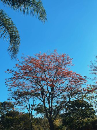 Foto de Fondo de guayacán naranja con cielo azul en Medellín, Antioquia, Colombia. - Imagen libre de derechos