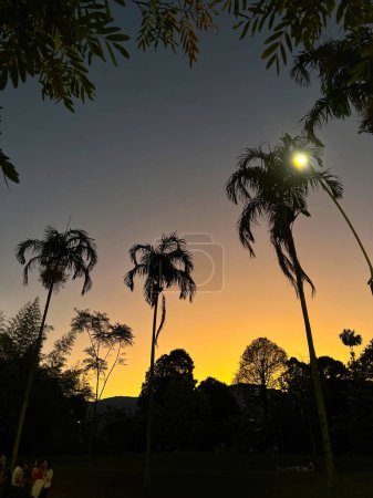 Fondo del atardecer con palmeras y cielo colorido. Medellín, Antioquia, Colombia