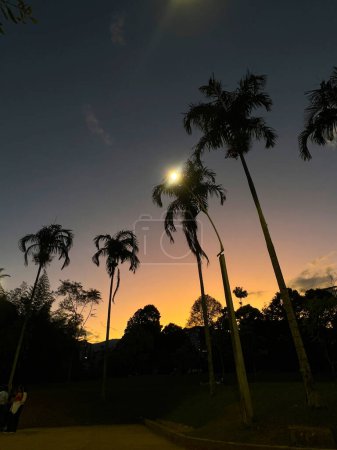 Coucher de soleil avec des palmiers et un ciel coloré. Medellin, Antioquia, Colombie