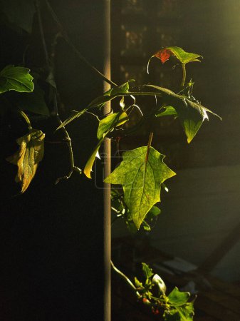 Hojas de una planta iluminadas por la luz del sol en la hora dorada. 