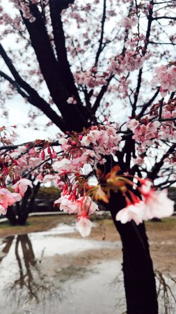 Hintergrund mit Kirschbäumen und ihren schönen Blüten an einem bewölkten Tag. Osaka, Japan. 