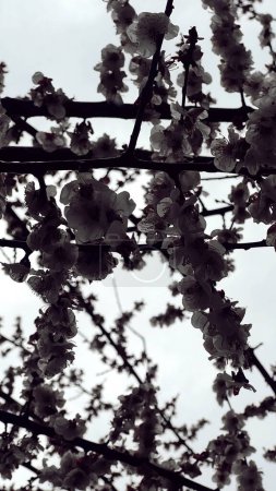 Téléchargez les photos : Fond avec des cerisiers et leurs belles fleurs par une journée nuageuse. Osaka, Japon. - en image libre de droit