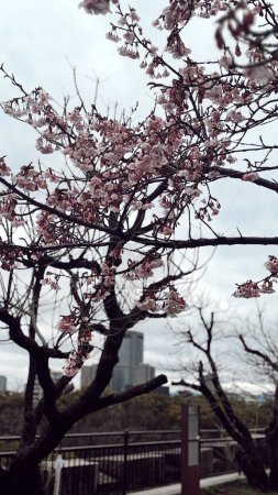 Photo for Background with cherry trees and their beautiful flowers on a cloudy day. Osaka, Japan. - Royalty Free Image
