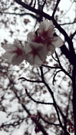 Téléchargez les photos : Fond avec des cerisiers et leurs belles fleurs par une journée nuageuse. Osaka, Japon. - en image libre de droit