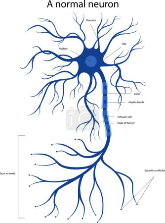 Illustration for A normal neuron. Structure of a neuron. - Royalty Free Image