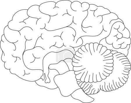 Téléchargez les illustrations : Le cerveau humain. Dessin au trait du cerveau - en licence libre de droit