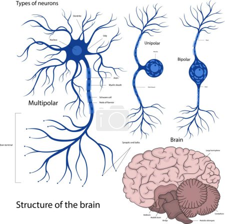 Illustration for Types of neurons bipolar, unipolar, multipolar. The structure of a neuron in the brain. The structure of the brain. - Royalty Free Image