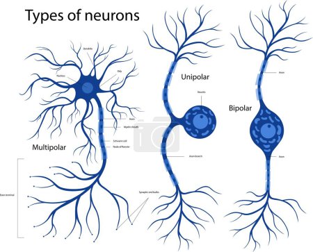 Illustration for Types of neuron bipolar, unipolar, multipolar. The structure of a neuron in the brain. - Royalty Free Image