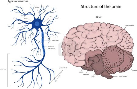 Ilustración de Neurón en el cerebro. La estructura del cerebro humano. - Imagen libre de derechos