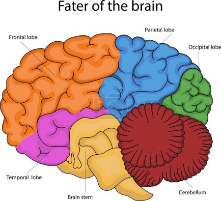 Illustration for Vector illustration of the fate of the brain. Frontal, parietal, temporal and occipital lobes of the brain. - Royalty Free Image