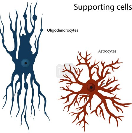 Vector illustration of supporting cells Oligodendrocytes and astrocytes.