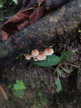 Wild Mushrooms Growing on a Tree
