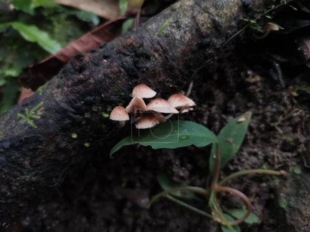 Wild Mushrooms Growing on a Tree