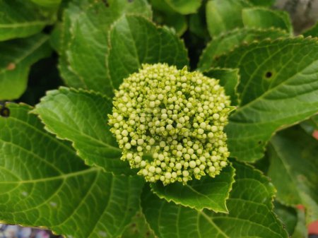 Budding Hydrangea Macrophylla: Floral Stock Image