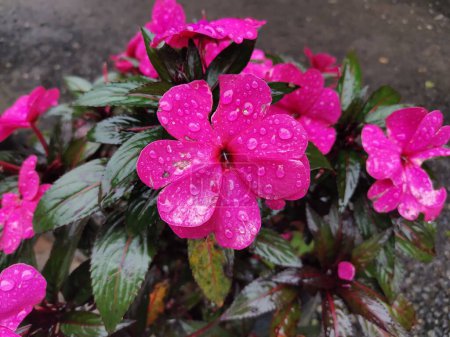 Glistening Pink Impatiens Walleriana After Rain : Image de la réserve botanique