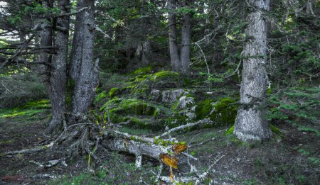 Foto de Parque Nacional de Aiguestortes, Cataluña, España, Europa. Foto de alta calidad - Imagen libre de derechos