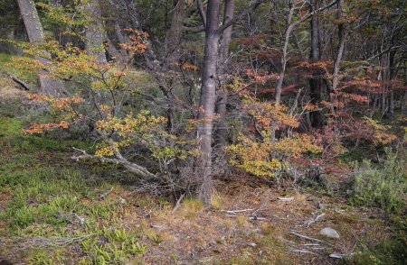 Téléchargez les photos : Parc national de la Terre de Feu, Ushuaia, Argentine - en image libre de droit