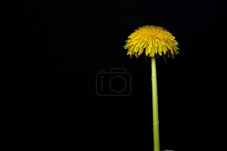 Téléchargez les photos : La fleur de pissenlit super magique. Photo de haute qualité - en image libre de droit