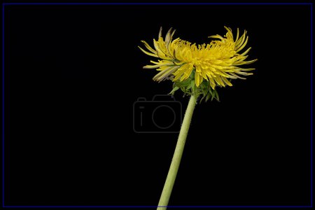 Téléchargez les photos : La fleur de pissenlit super magique. Photo de haute qualité - en image libre de droit