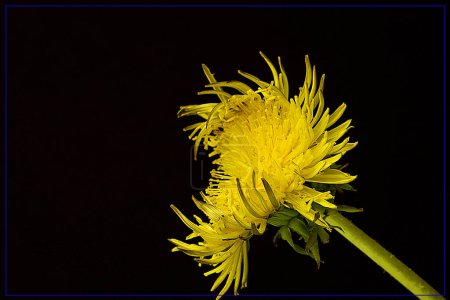Photo for The super magical dandelion flower. High quality photo - Royalty Free Image