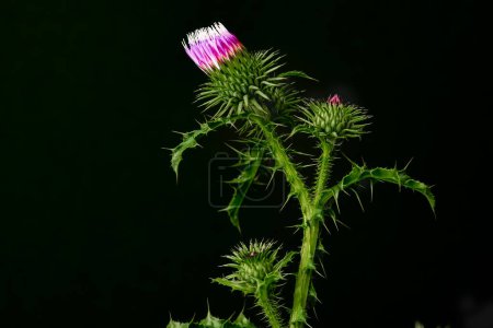 Téléchargez les photos : La fleur de chardon, de près et avec une haute résolution - en image libre de droit