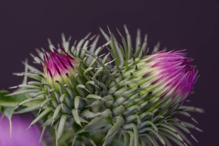 Foto de La flor del cardo, de cerca y con alta resolución - Imagen libre de derechos