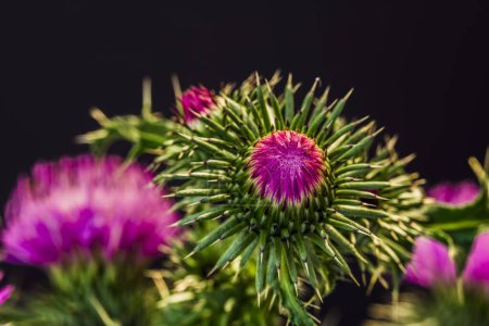 Foto de La flor del cardo, de cerca y con alta resolución - Imagen libre de derechos