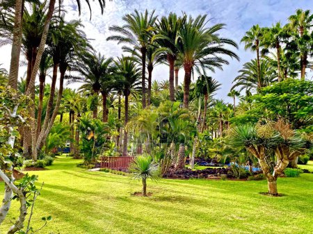 Téléchargez les photos : Palmiers dans les îles Canaries, Espagne. Photo de haute qualité - en image libre de droit