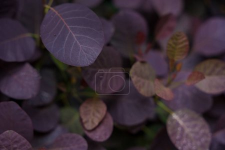Tapete mit violettem Laub von Cotinus coggygria mit Tautropfen. Hochwertiges Foto.