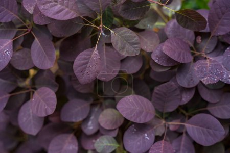 Wallpaper featuring purple foliage of cotinus coggygria with dew drops. High quality photo