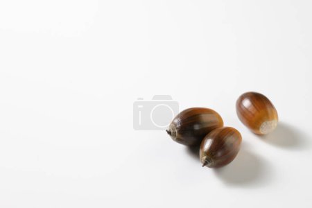  Oak acorn on white background