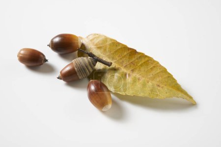  Oak acorn on white background
