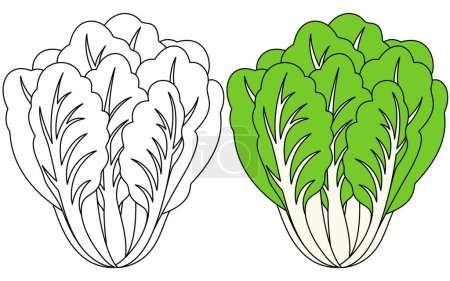 Romaine Salat Gemüse Isolierte Vektorillustration Malseite