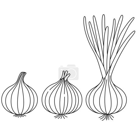 Set of Onion Isolated Vector Illustration Coloring Page For Kids