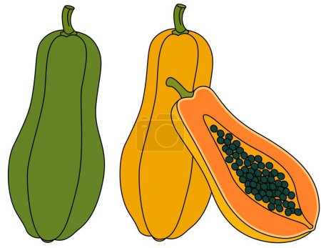 Ilustración vectorial aislada de papaya dibujada a mano para niños